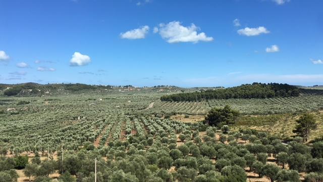 Tenuta Valle Della Corte Vieste Eksteriør bilde